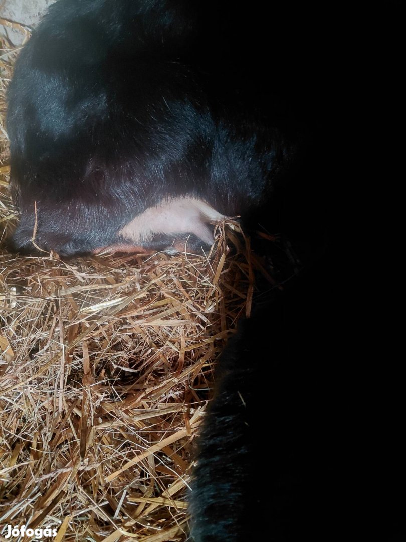 Núb előhasi eladó