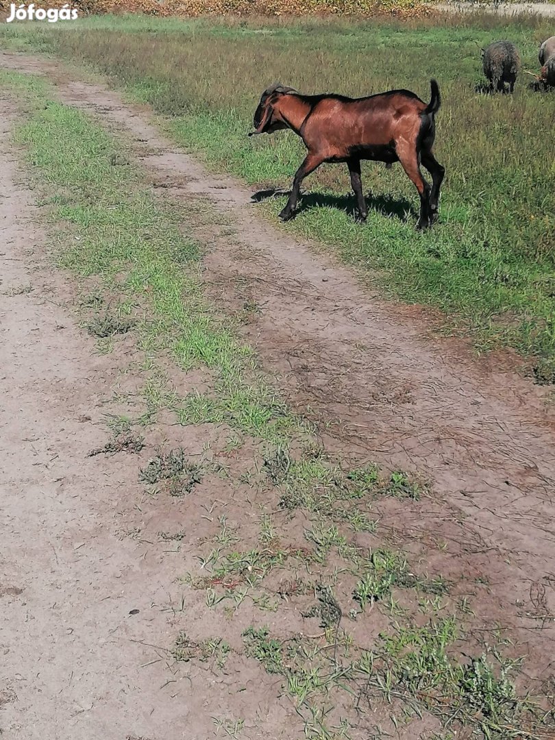 Núbiai bak eladó