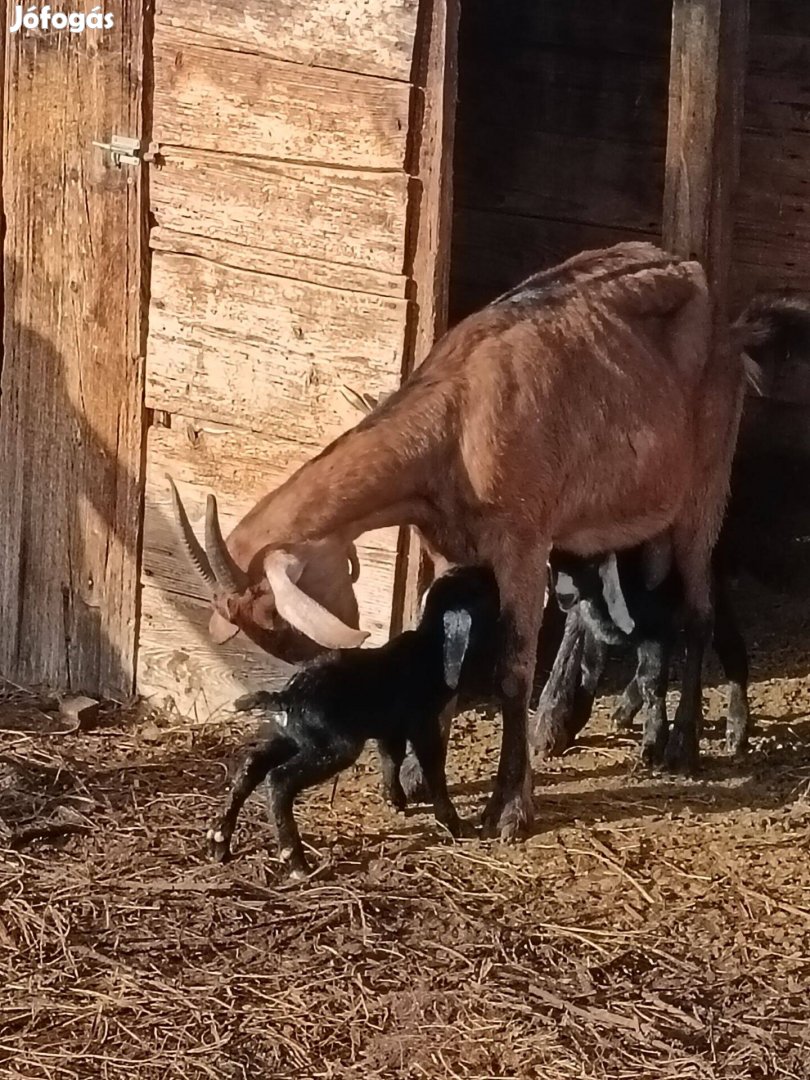 Núbiai jellegű cumis bakok