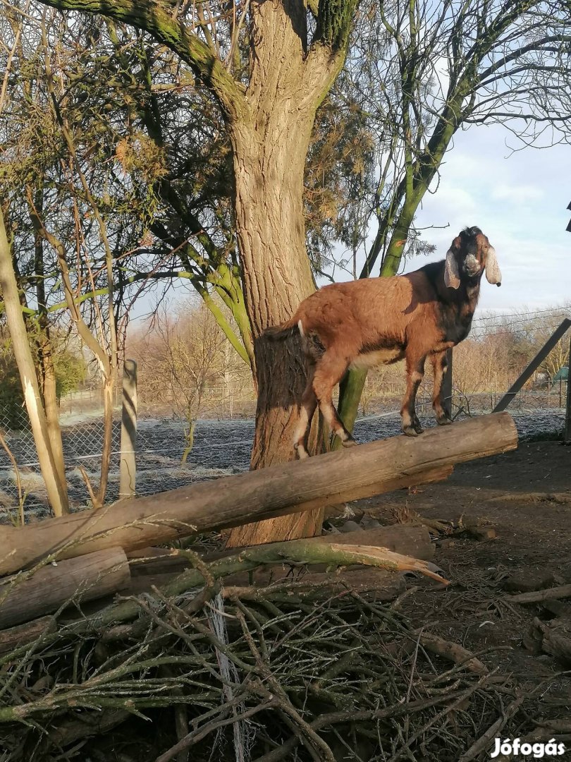 Núbiai kecske eladó 