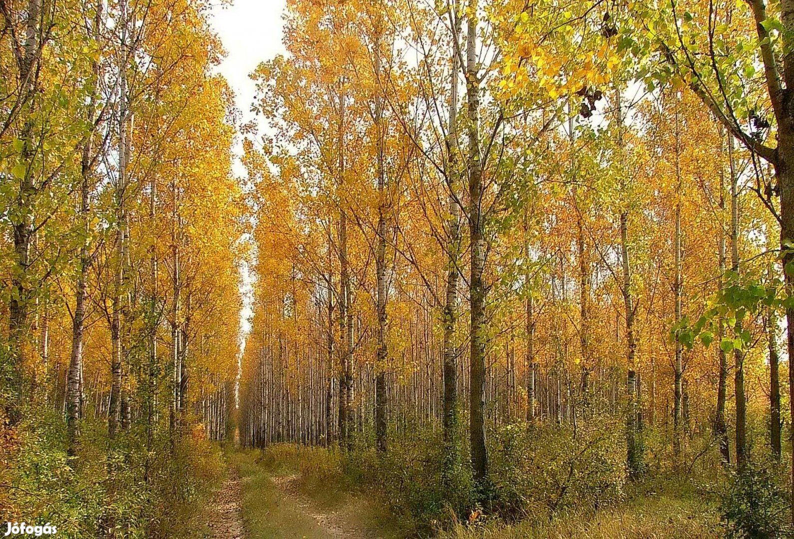 Nyárfa és akác erdő - Békés megye