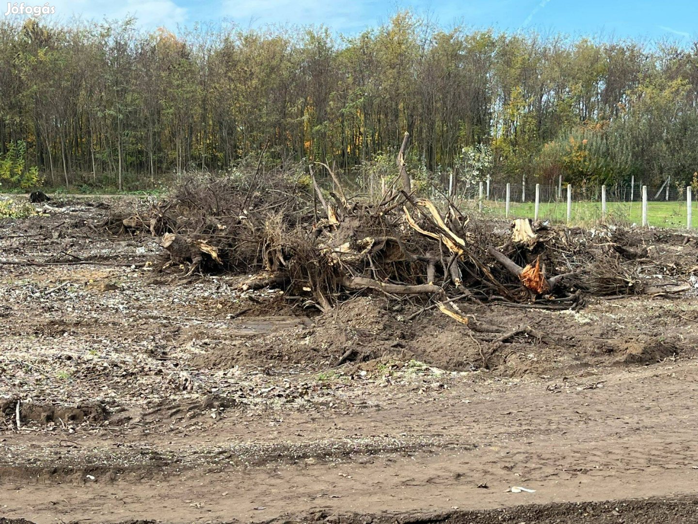 Nyárfa tuskó, dücskő ingyen elvihető