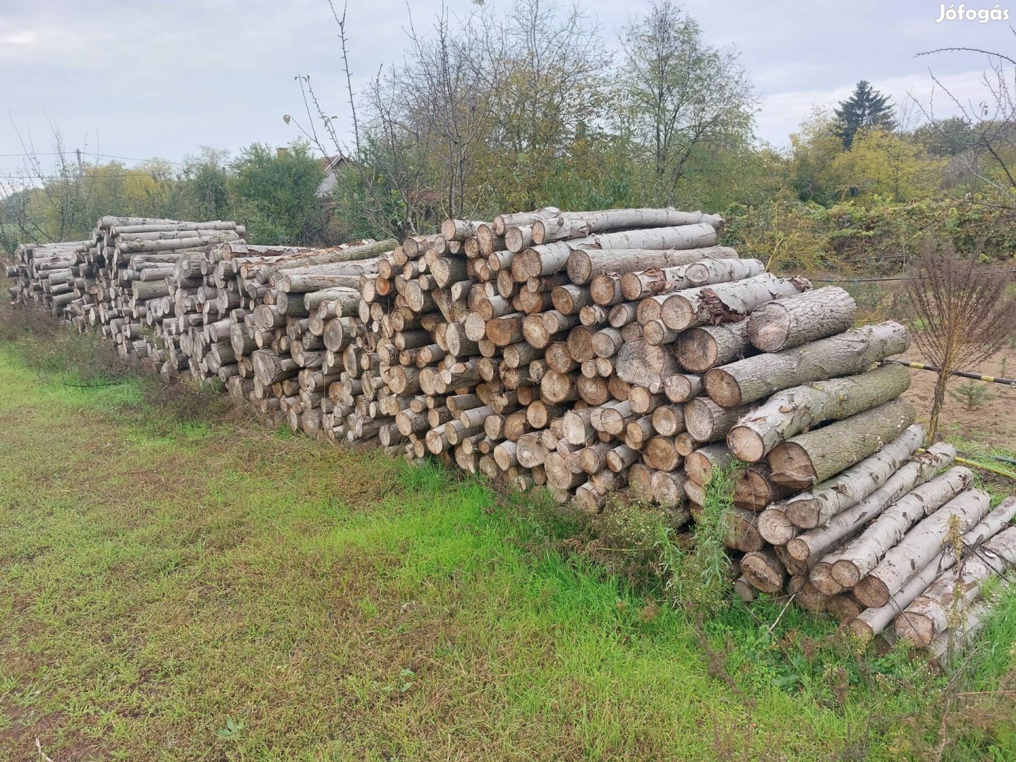 Nyárfa tűzifa eladó