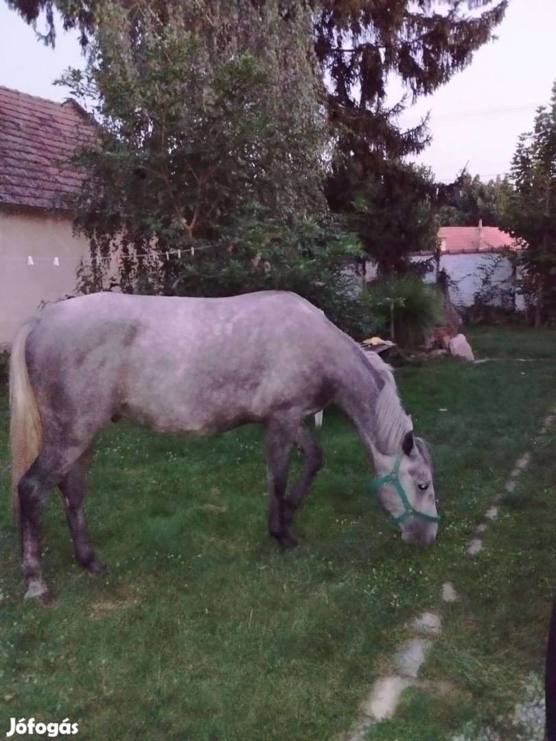 Nyereghelyen sütött hibátlan lipicai