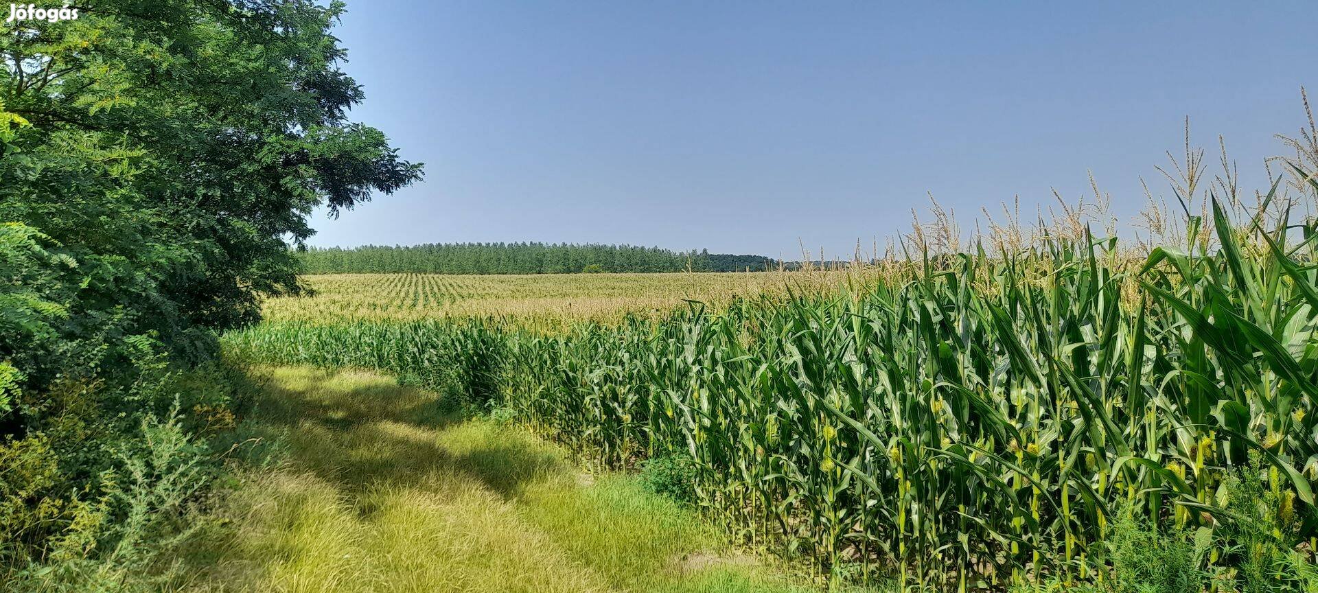 Nyírpazonyban 100000 m2 mezőgazdasági terület eladó!