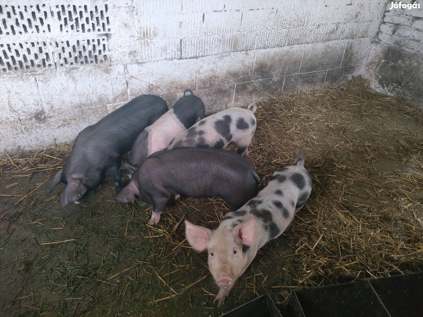 Nyolchetes gyönyörű kismalacok eladó sorba kerültek 