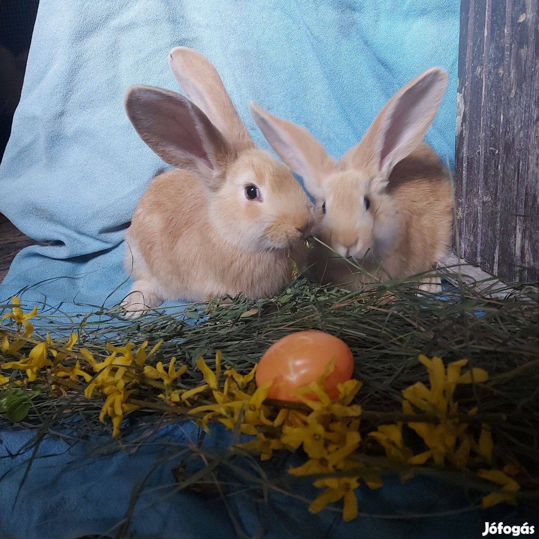 Nyúl, húsvéti nyúl