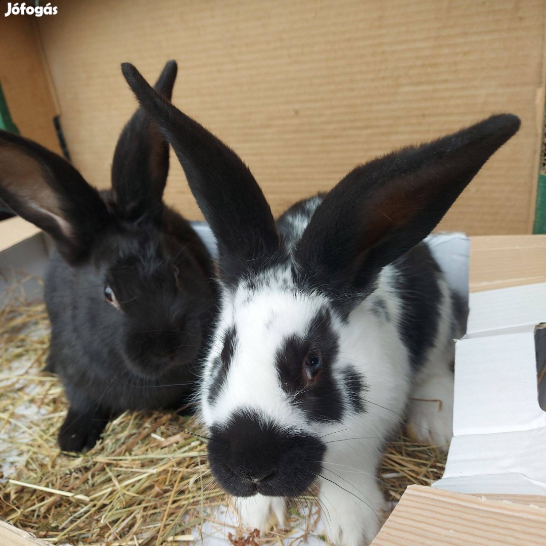 Nyúl, nyulak eladók