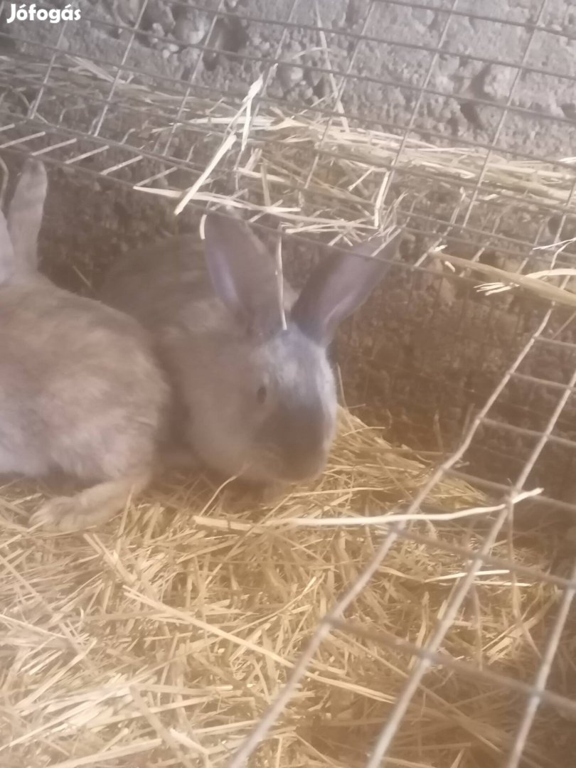 Nyúl, nyulak eladók!