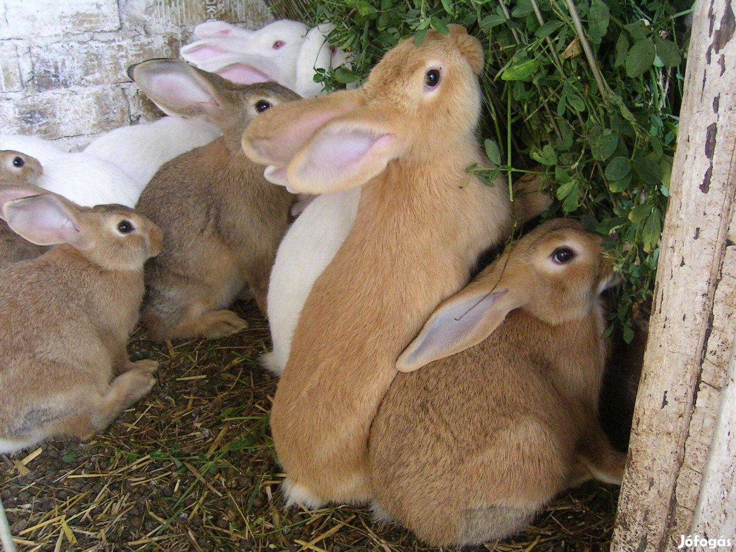 Nyúl eladó !