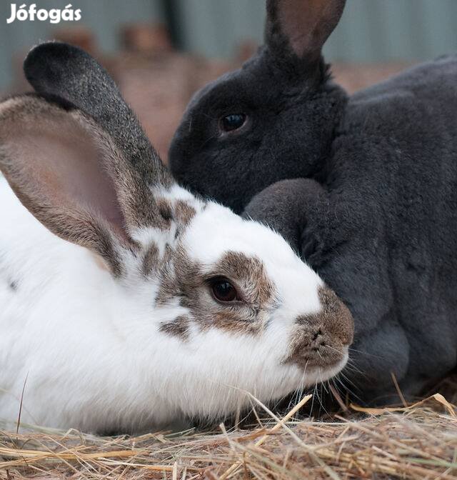 Nyúl nyulak eladó Orosháza