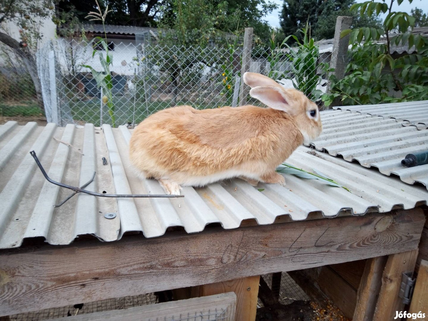 Nyúl nyulak nyuszi, néma kacsa kacsák , csirkék eladók 