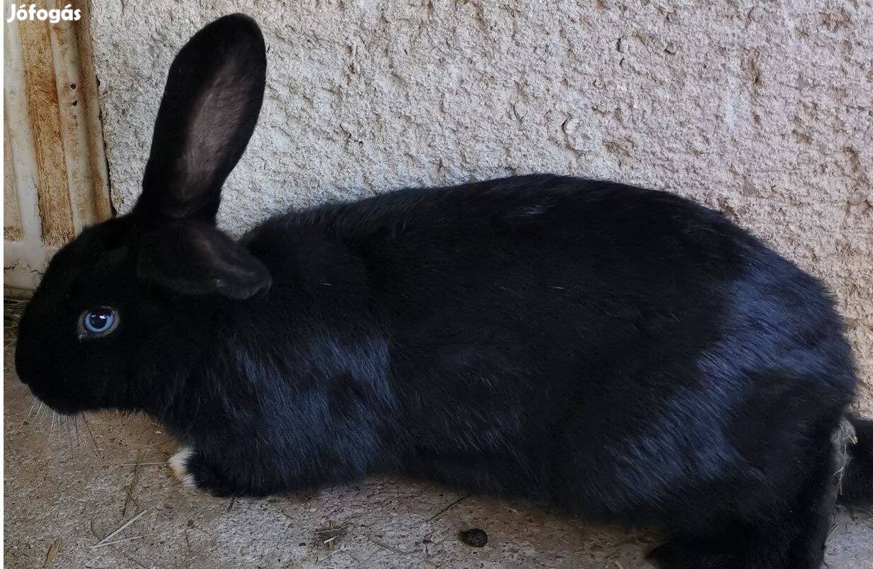 Nyúl nyuszi hazinyul