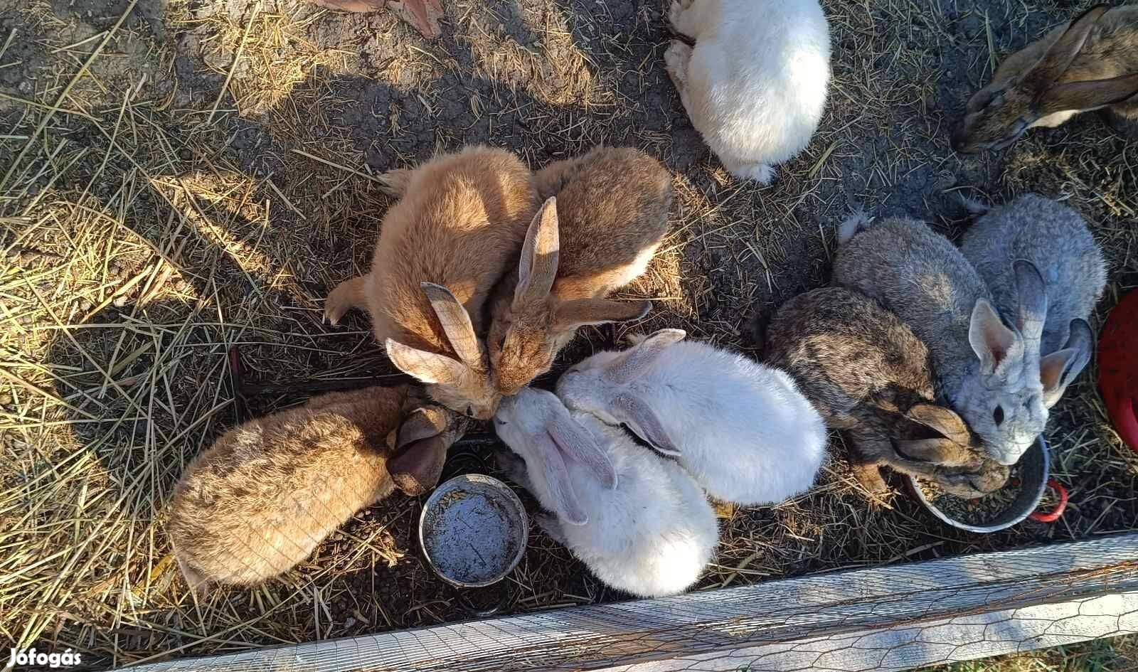 Nyúl,vágni való házi nyuszi