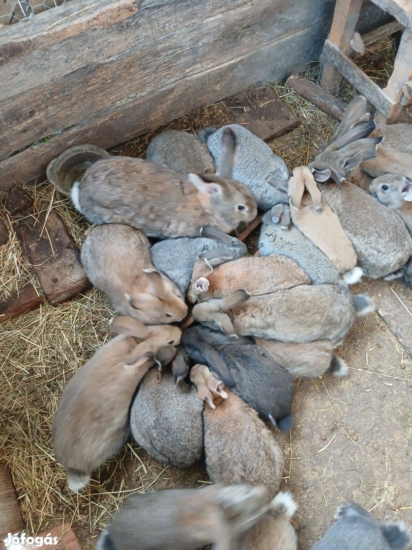 Nyulak, növendékek olcsón eladók !