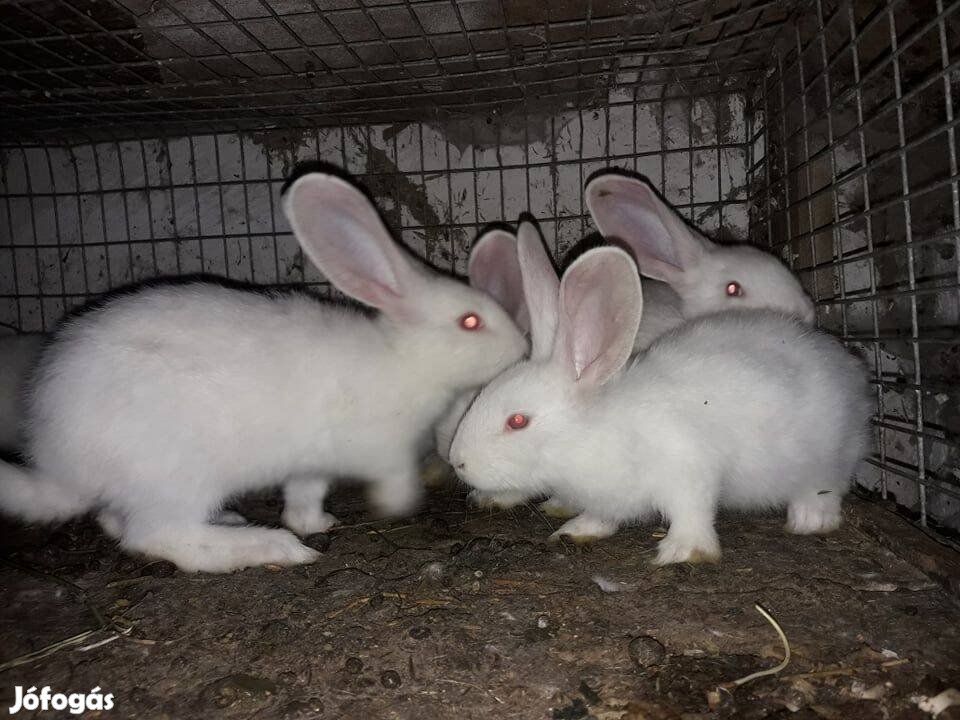 Nyulak eladók