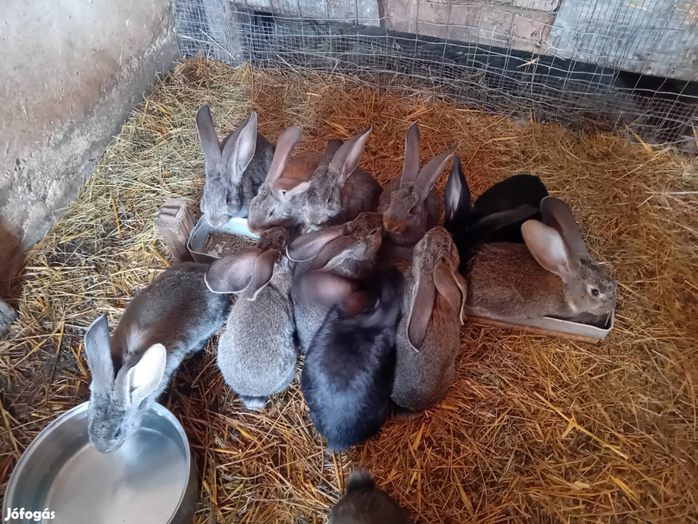 Nyulak eladók