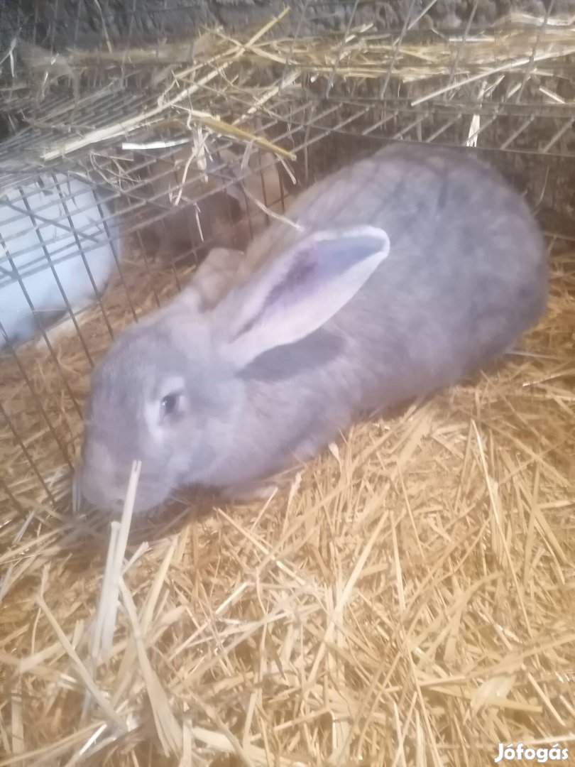 Nyulak eladók