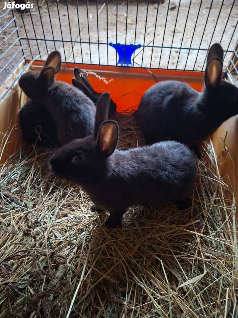 Nyulak költöznének