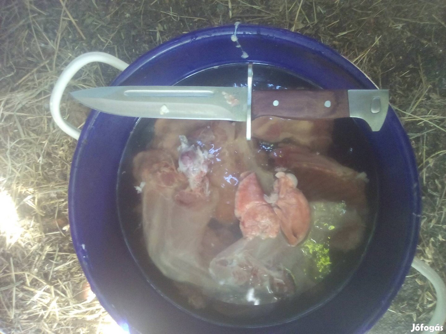 Nyúlhús eladó 