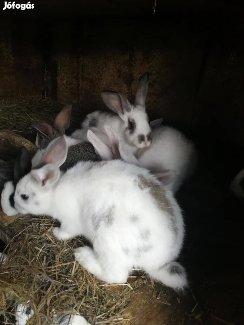 Nyuszi nélkül nincs húsvét nyul nyulak
