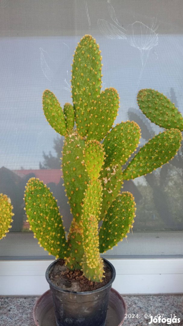 Nyuszifül kaktusz