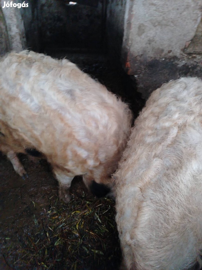 Ocsún nevelt mangalica lassan. 