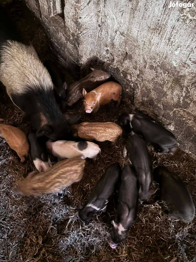 Olcsó választási, vietnámi keverék malac eladó. 06308789395