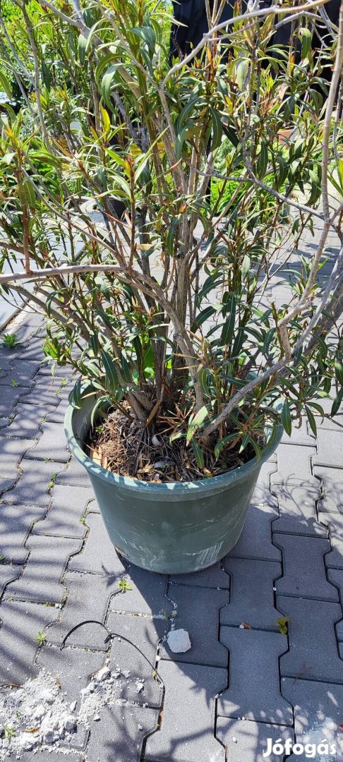 Oleander nagyok 
