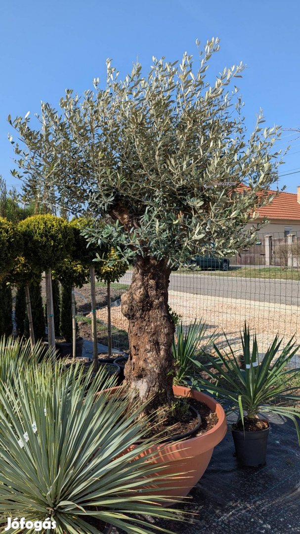 Oliva olajfa oliva fa dísznövény