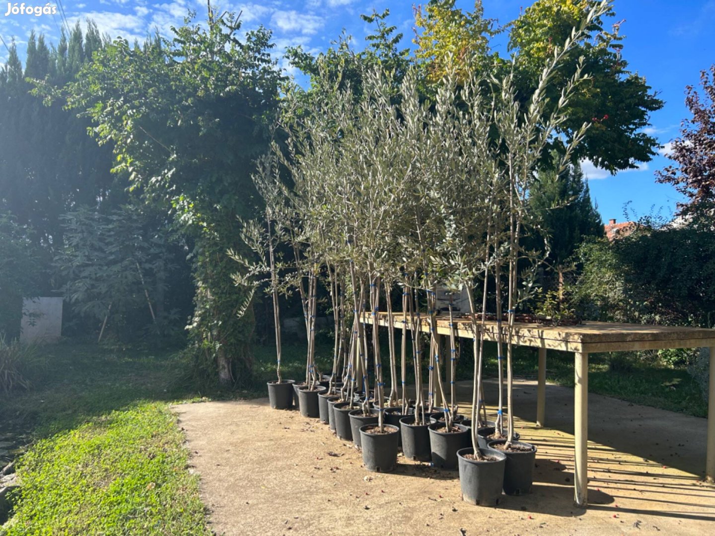 Olivafa, olajfa(olea europea)