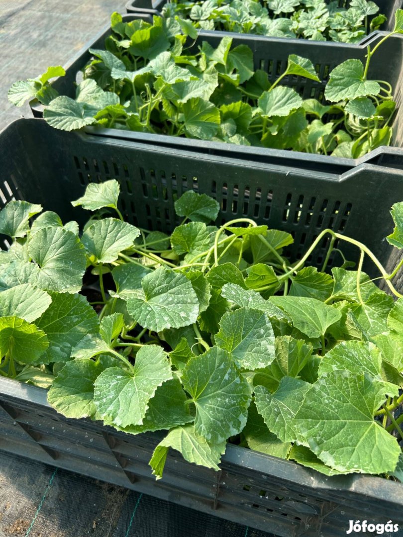 Oltott Centro Sárgadinnye és Rubin Görögdinnye Palánta eladó