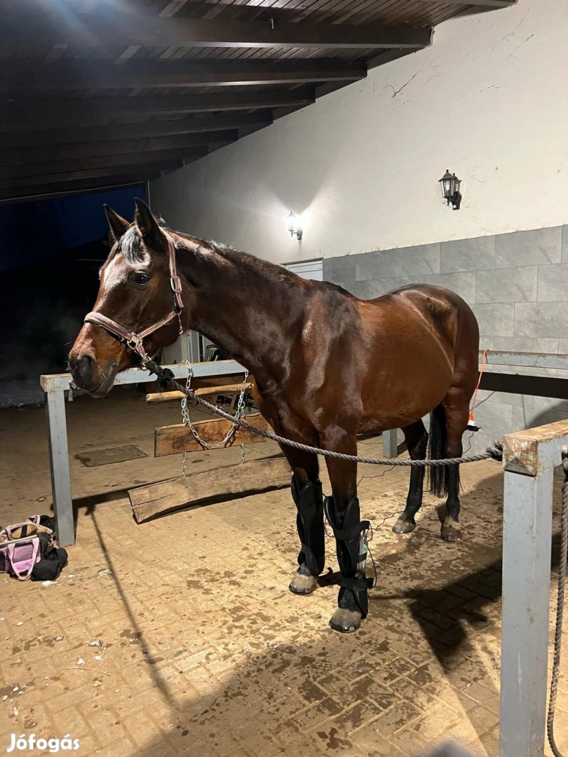 Omi horse horses ló lovaknak pemf bemer mágnesterápia