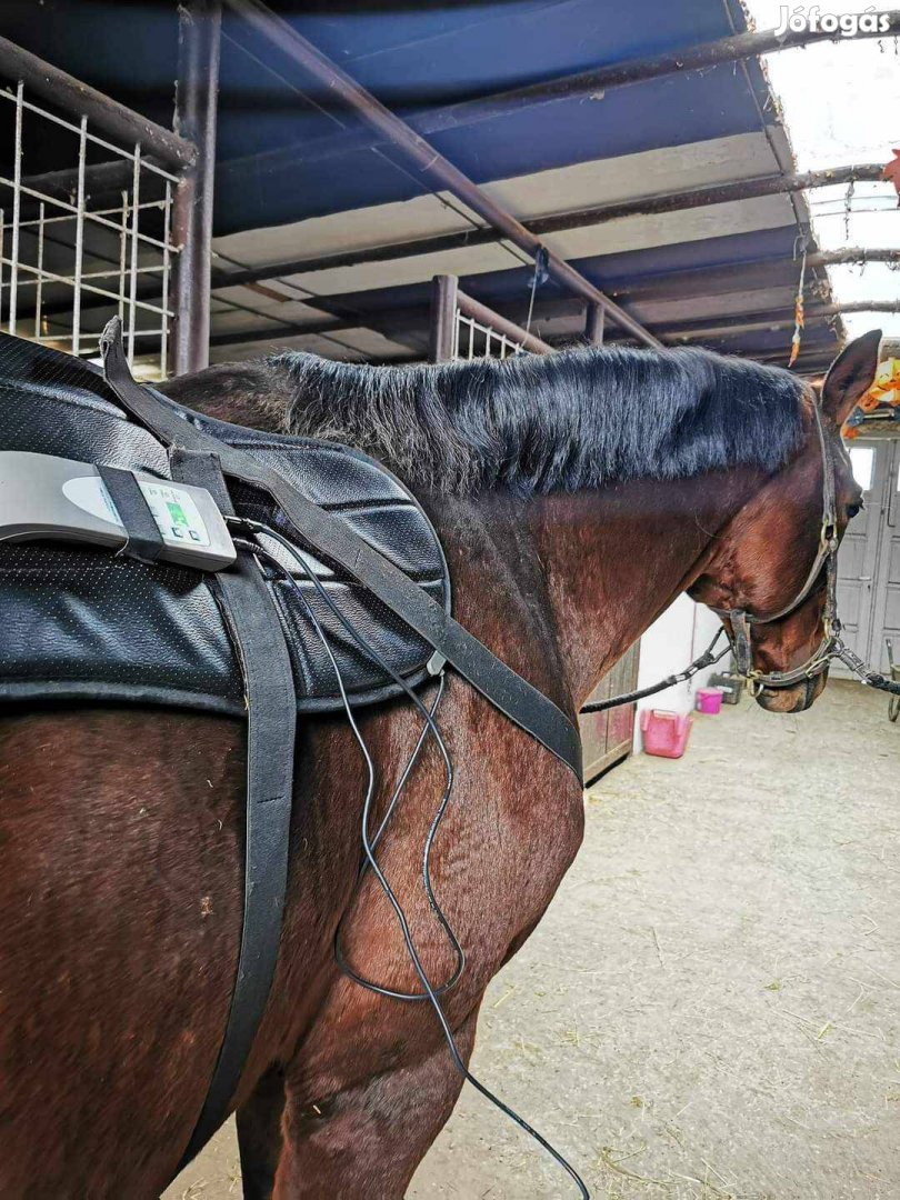 Omi pemf bemer pulzáló mágnesterápia ló lovaknak