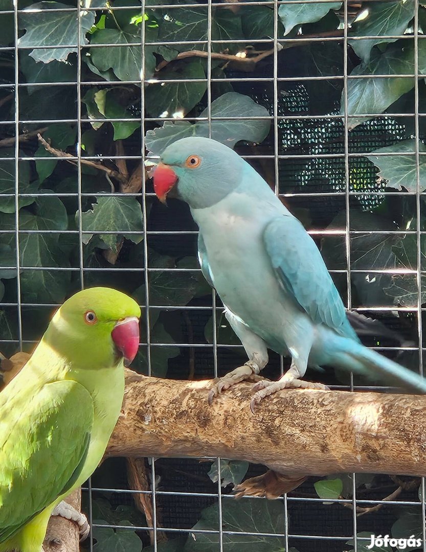Opalin kissándor papagájok