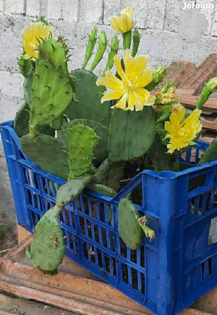 Opuntia,télálló kaktusz 
