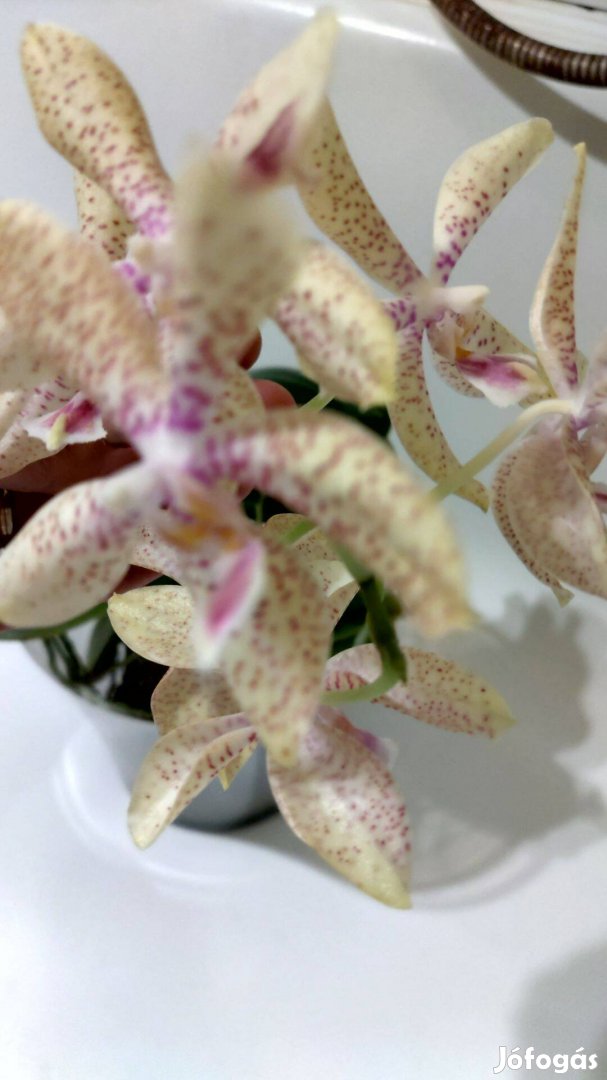 Orchidea- Artisto crafts -virággal és sok gyökérrel
