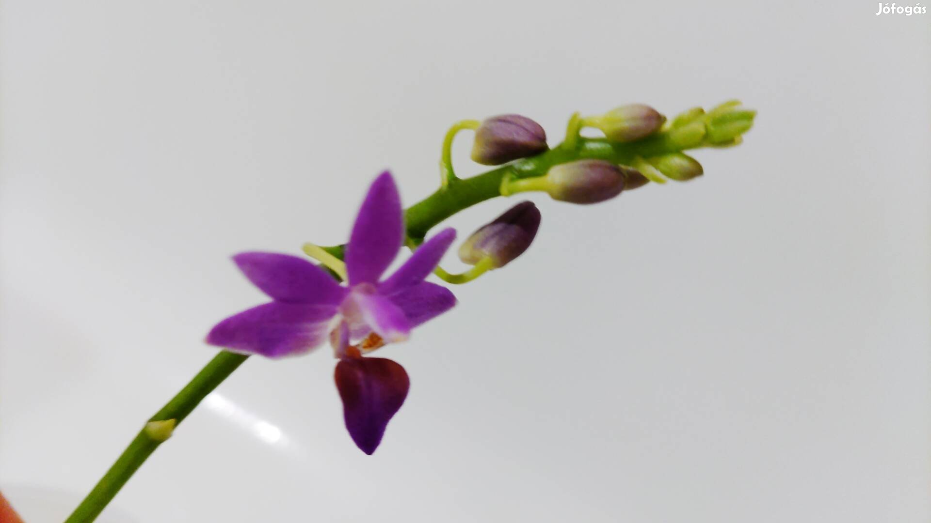 Orchidea- Doritaenopsis Purple Gem Aida 4 490