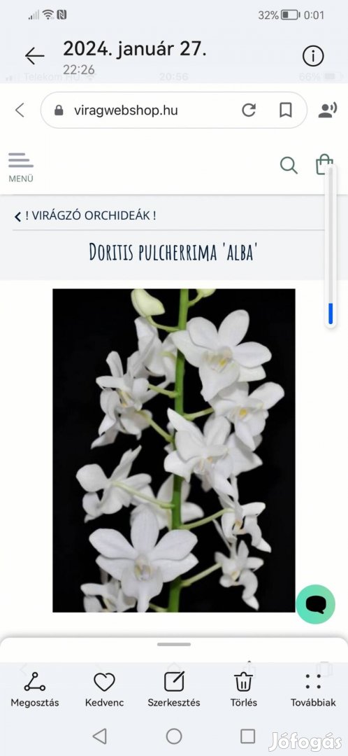 Orchidea.! Fehér viraga van Doritis Pulcherima  ALBA