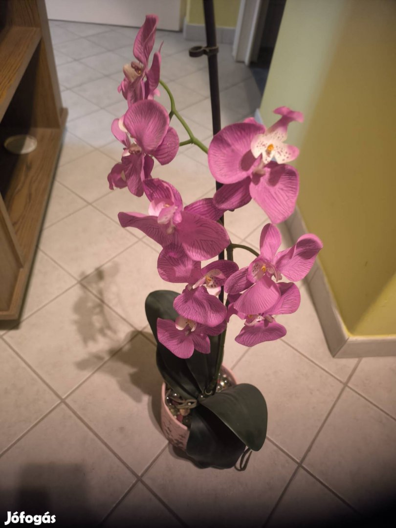 Orchidea, művirag