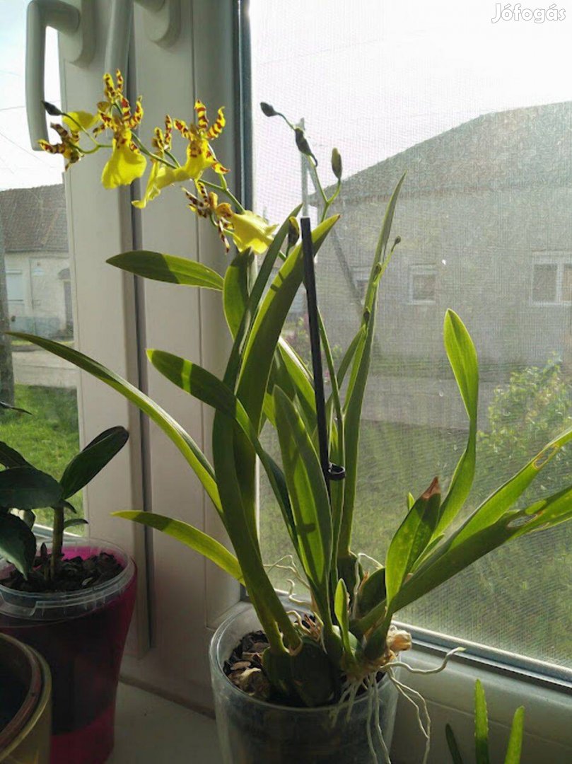 Orchidea oncidium