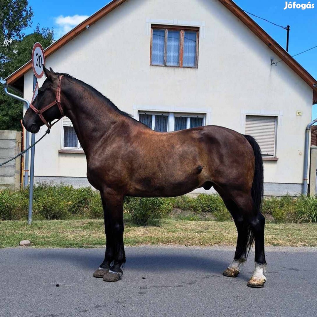 Öreg lovakat vágó lovakat vásárlok1