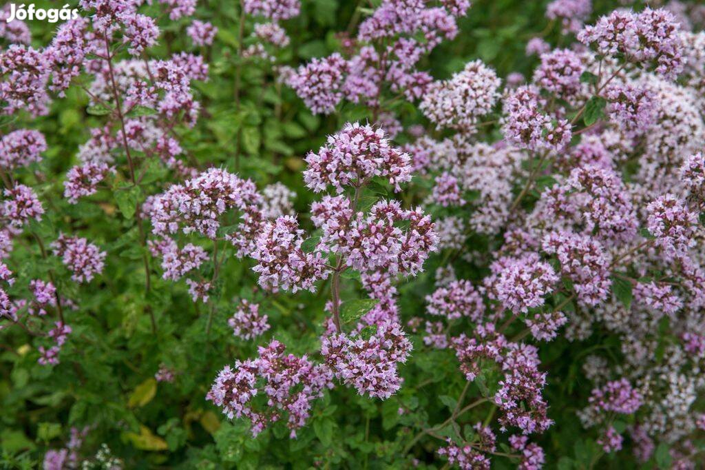 Oregano Szurokfű Vadmajoranna