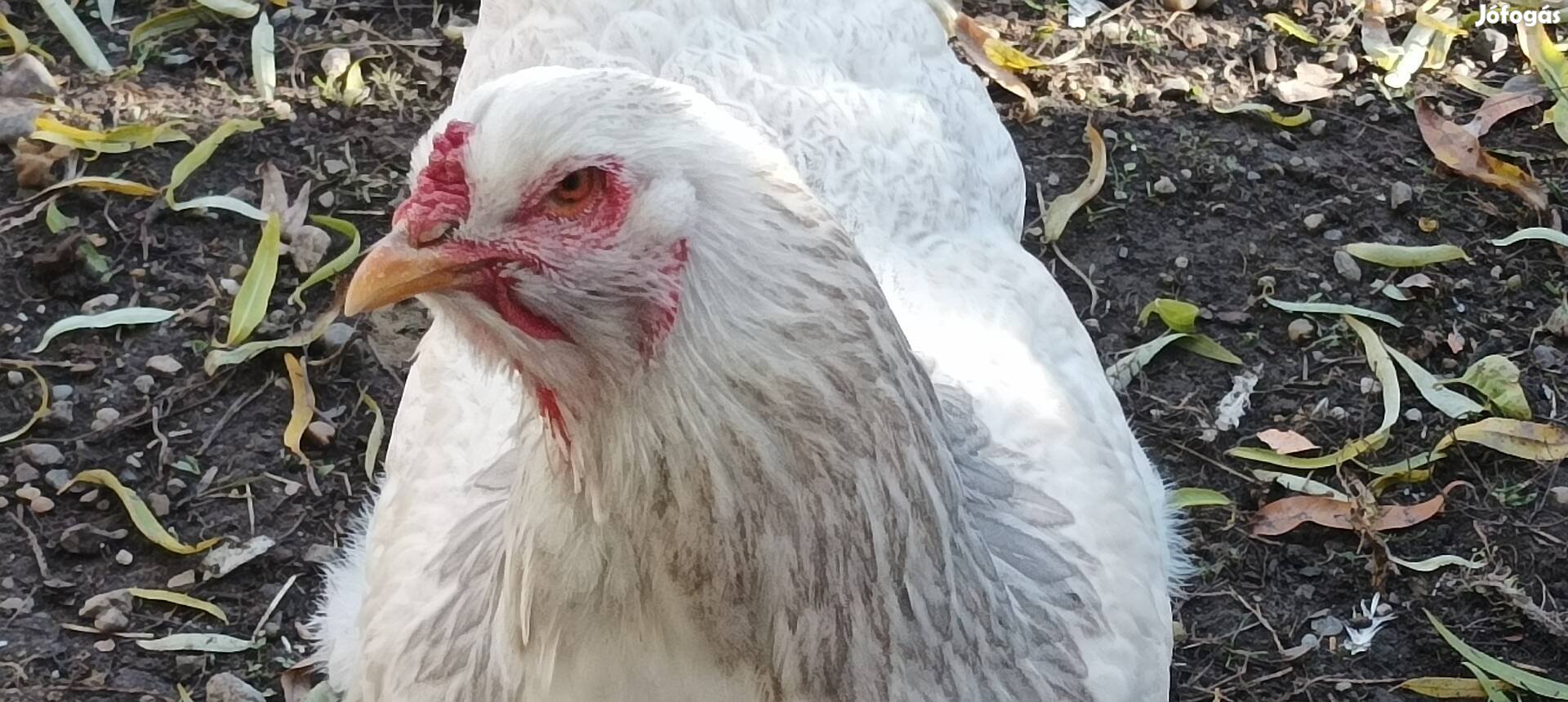 Óriás Brahma tyúkok költöznének Hatvanból!