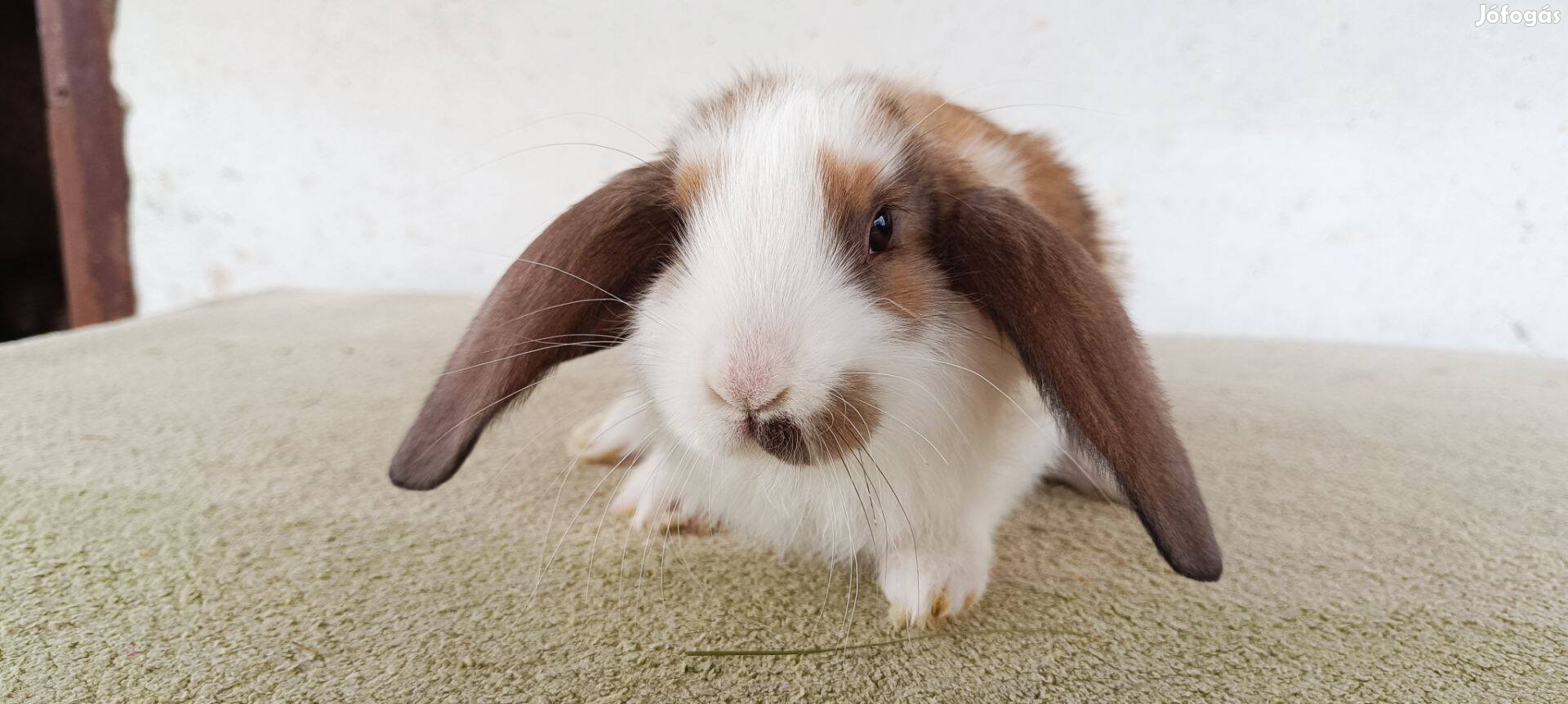 Óriás Kosorrú nyuszik Kecskemét!