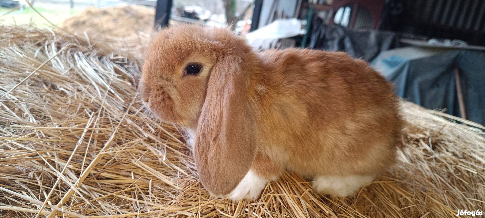 Óriás Kosorrú nyuszik Kecskeméten!