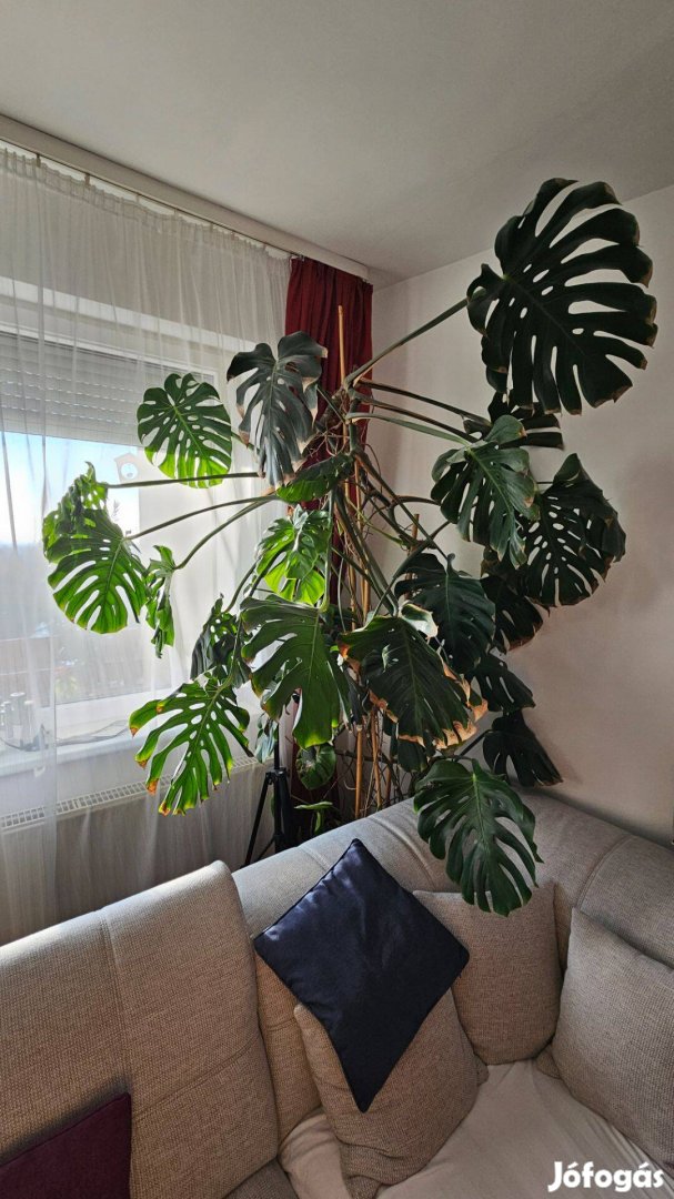 Óriás Monstera