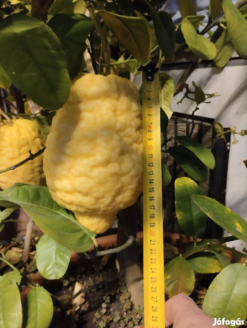 Óriás citromot termő citromfa 