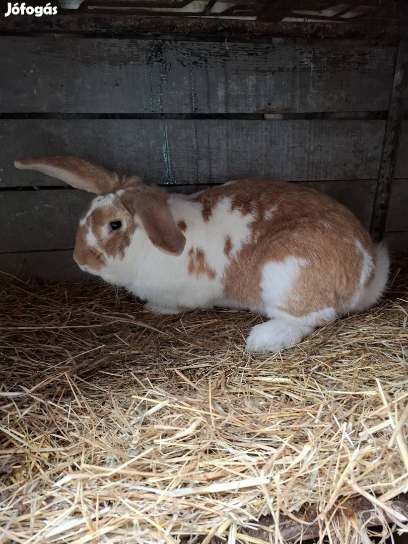 Óriás keverék nyúl eladó