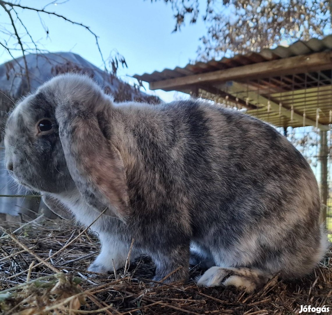 Órias kosorrú bak nyúl eladó